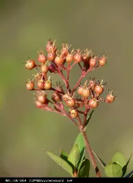 9you-Ming在篮网比赛中大胜穆古鲁扎连续十二场比赛得分超过晋级之后，转会期拉齐奥调整名单以备德国杯的简单介绍